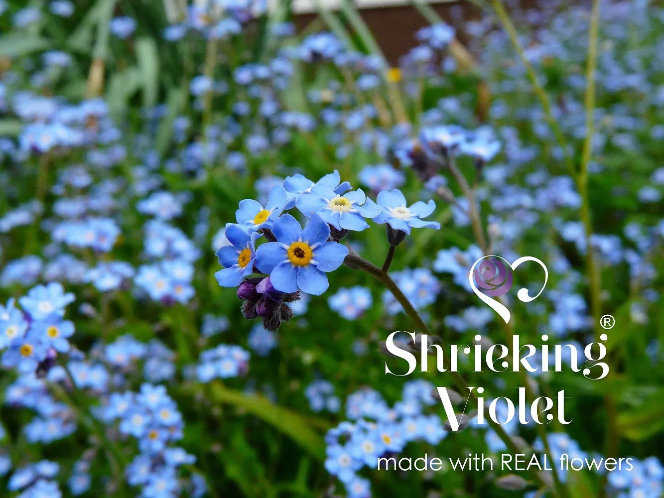 Shrieking Violet Real Flower Forget Me Not Drop Earrings FE09